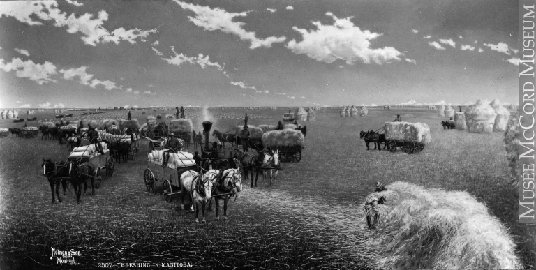 Field workers gather the harvest in nineteenth century Manitoba.