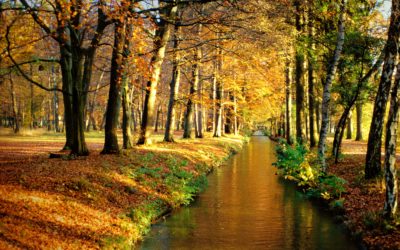 The nectar of the forest: drinking water as an ecosystem service in early modern Augsburg and in Europe today